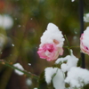 雪にも負けず