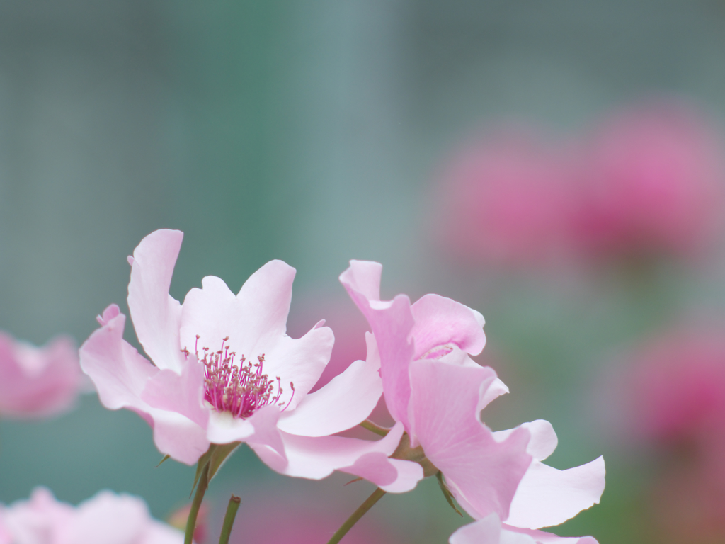 淡い恋模様