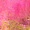 爛漫