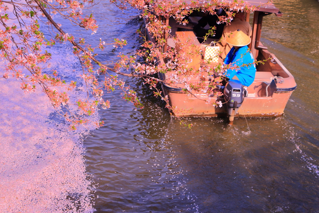 サクラ式水郷巡り