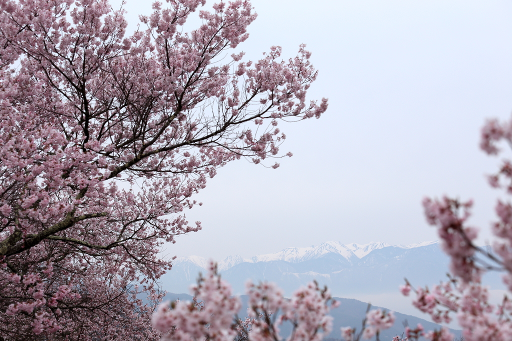 高遠からの桜と立山