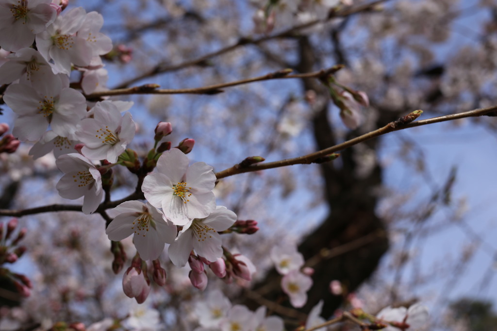 岡崎公園の桜