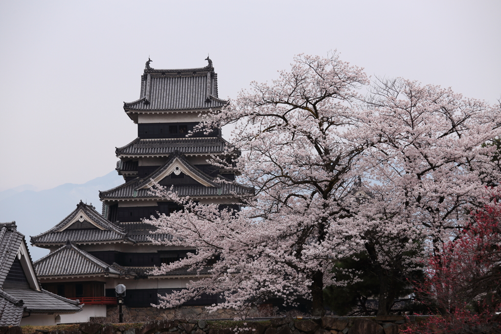 松本城と桜