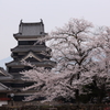 松本城と桜