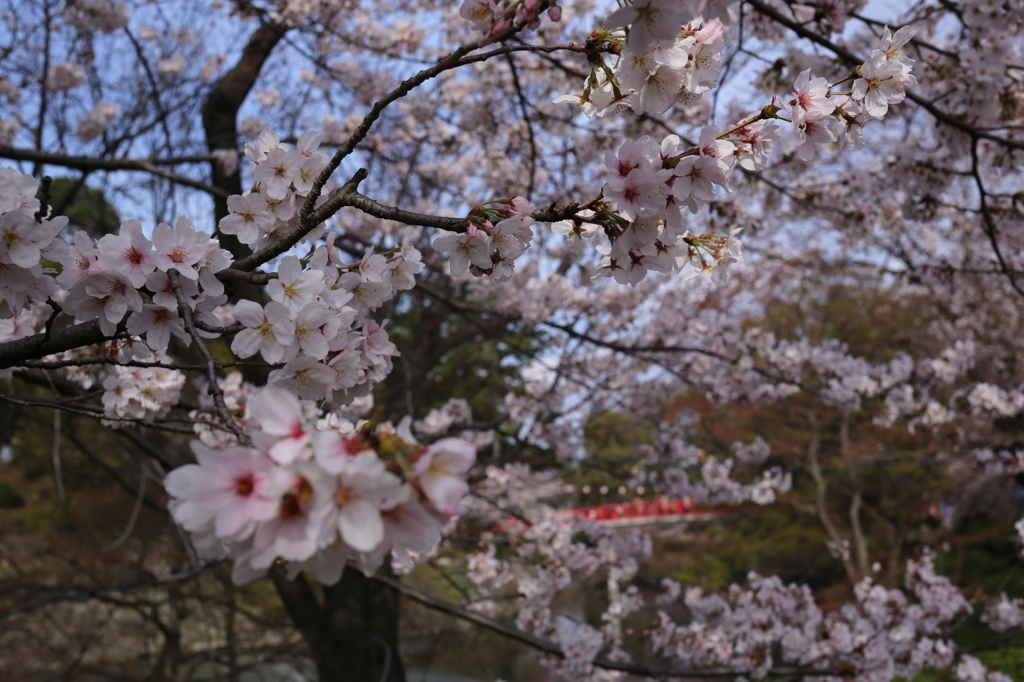 岡崎公園の桜３
