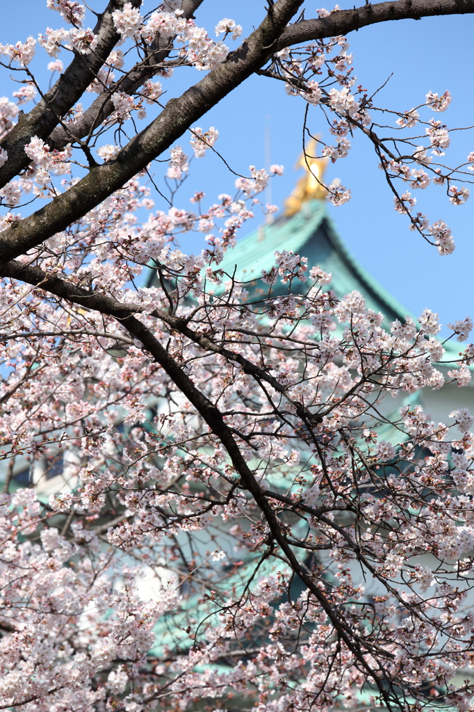 桜と名古屋城