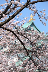 桜と名古屋城