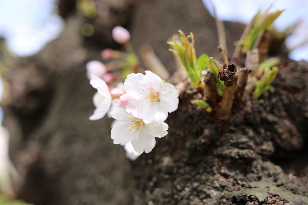 桜咲く