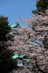 名古屋城と桜