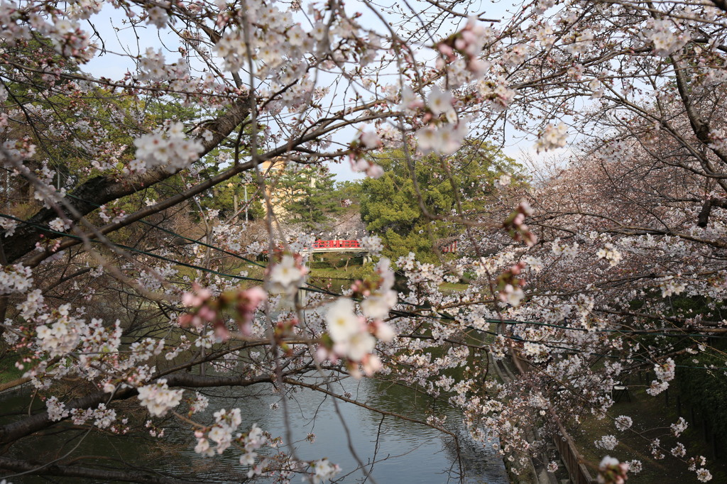 岡崎公園の桜２