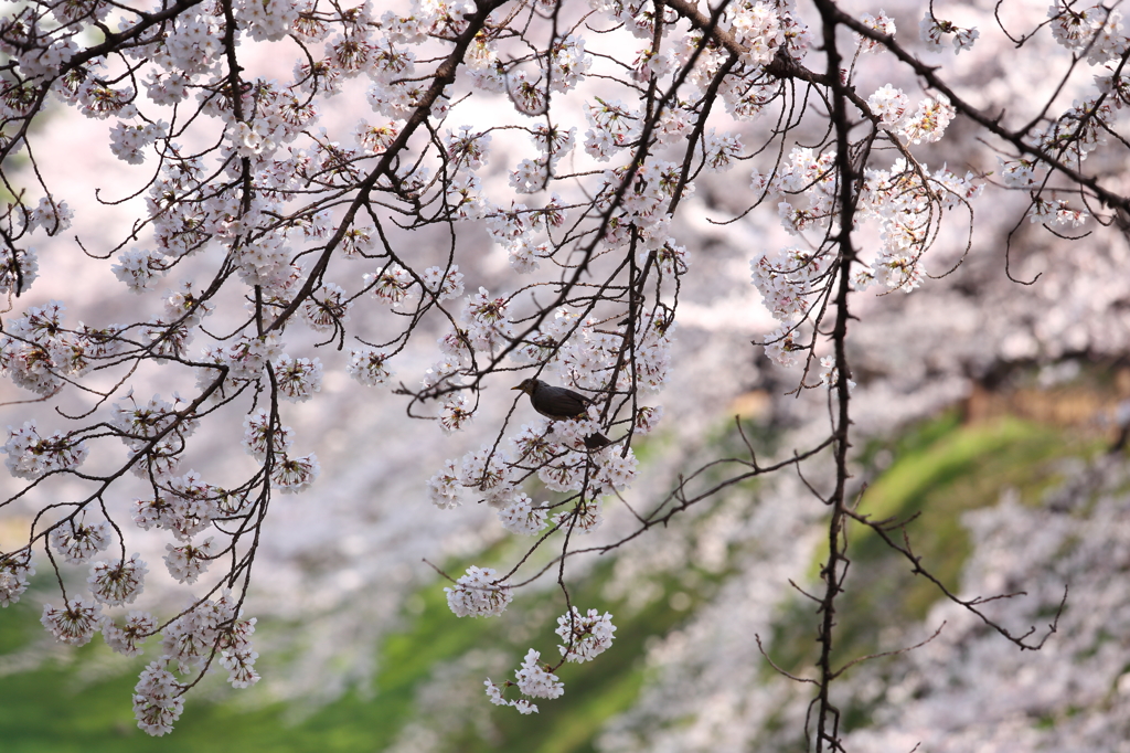 花見中～