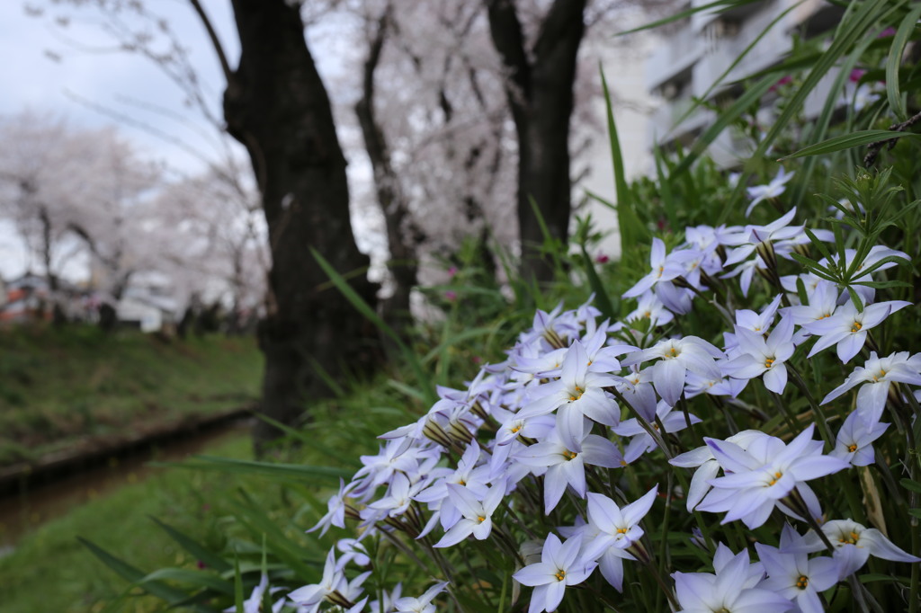 何の花？あと桜