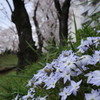 何の花？あと桜