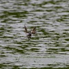 水浴びするツバメ