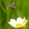 花に舞う　コアオハナムグリさん