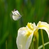 花菖蒲に舞うモンシロチョウ