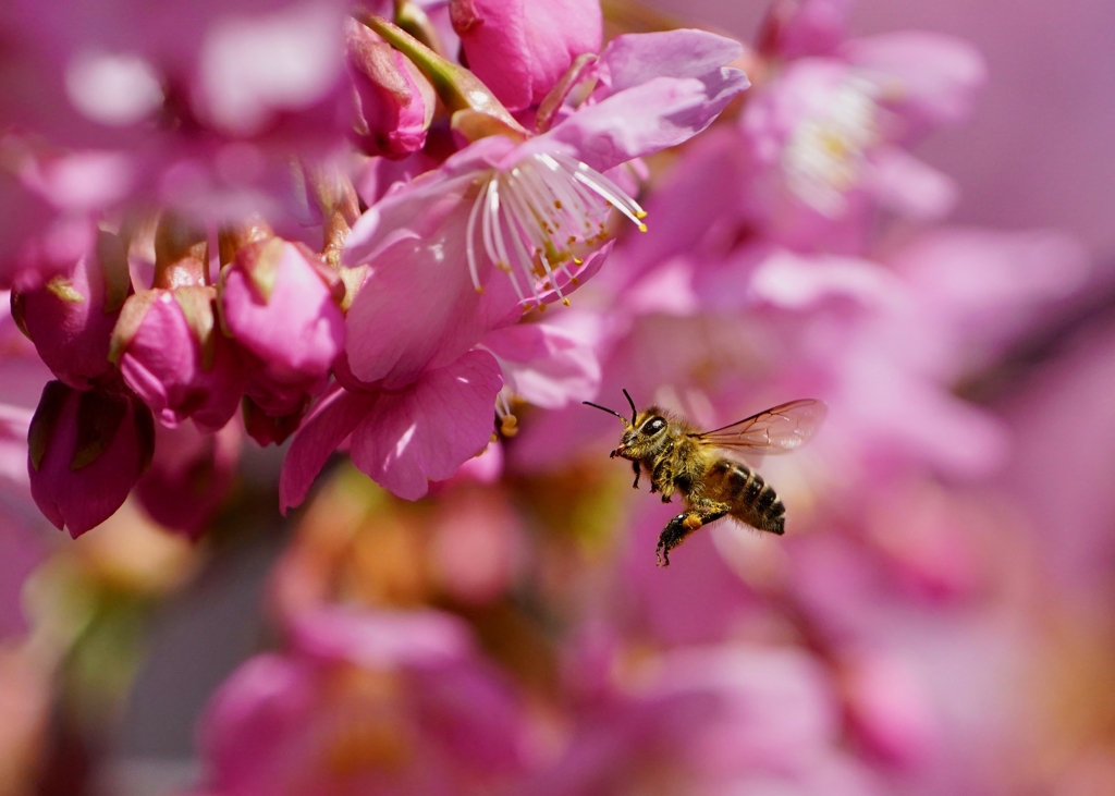 河津桜とミツバチさん