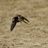 ツバメの飛び立ち