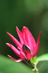 パウォニアムルティフローラ パウォニアムルティフローラ