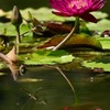 虫・昆虫