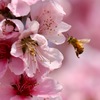 春の喜び♪     ミツバチさん