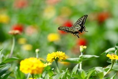 アゲハチョウ　花畑に舞う２