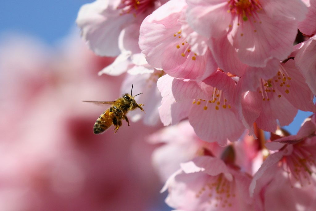 桜とミツバチ