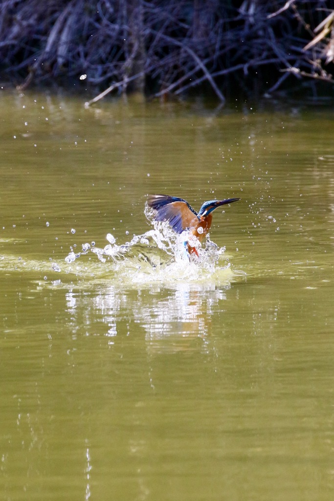 カワセミの撮影練習１　離水