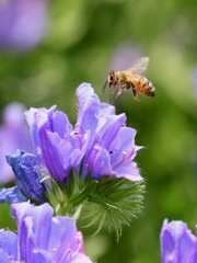 花から花へ　ミツバチさん