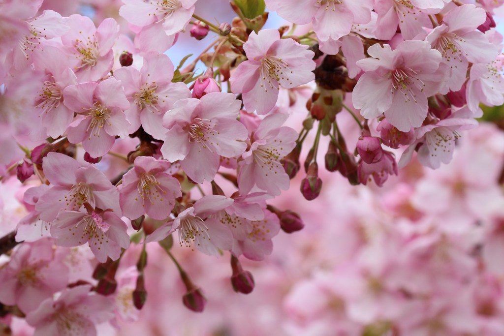 満開　河津桜