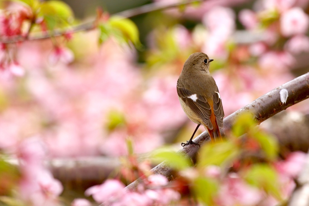 桜色 ジョビ子さん　１