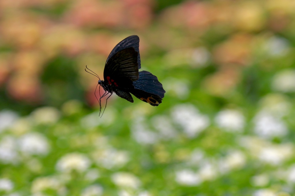 黒アゲハのウキウキ飛翔