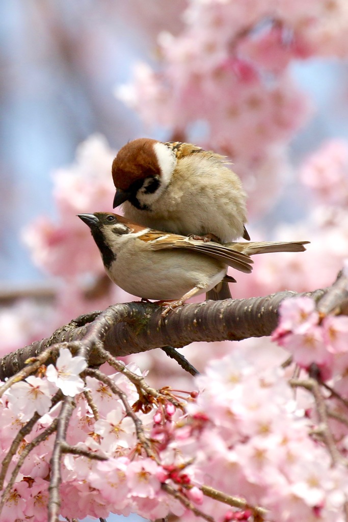 春だねぇ〜♪