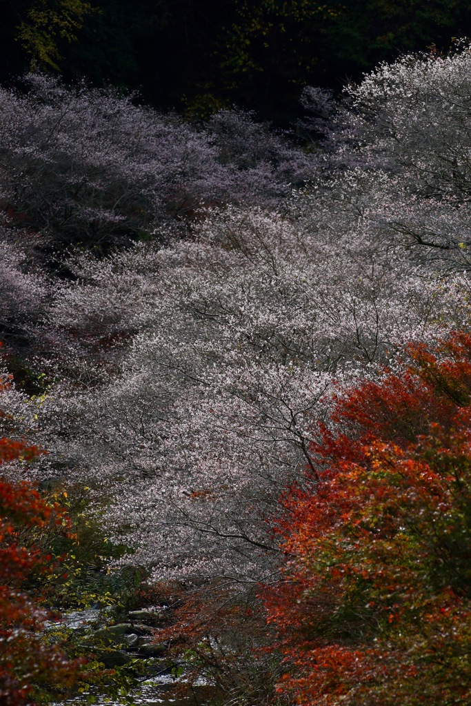 四季桜 輝く