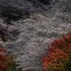 四季桜 輝く