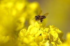 菜の花にさそわれて