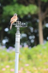さえずり