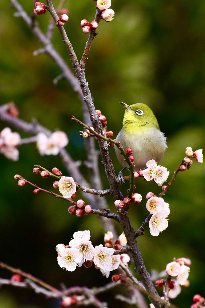 モフっと　ウメジロー