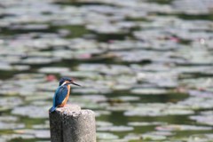 初カワセミ