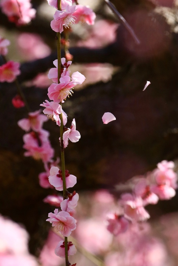 梅花　はらり