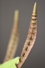 蛇みたいな花だそうです。 蛇みたいな花だそうです。