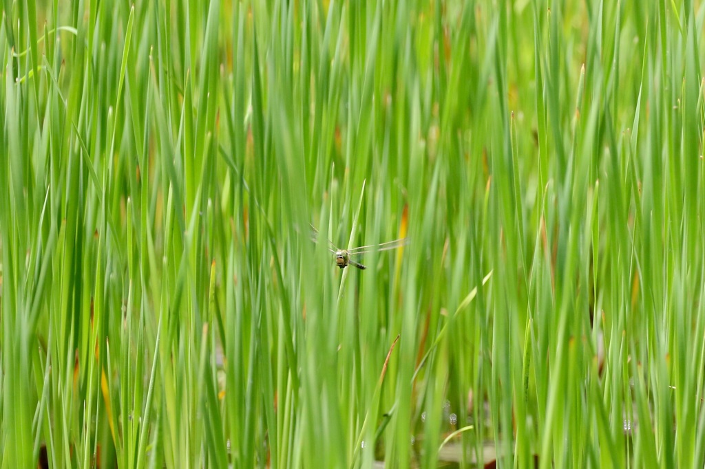 葦の茂みのギンヤンマ