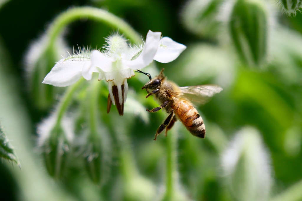 ホリジの花とミツバチ