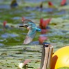 睡蓮池のカワセミさん