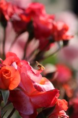 薔薇とミツバチ　３