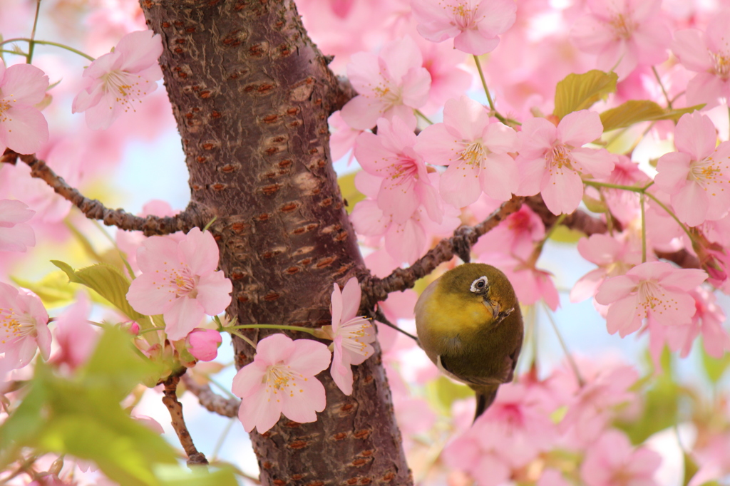 どの花にしようかな…