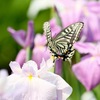 花菖蒲にフワリ　３