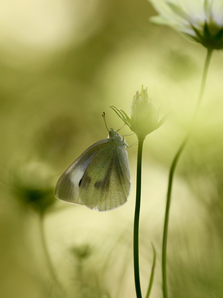 ひそやかに モンシロチョウ By Potei Id 写真共有サイト Photohito ひそやかに モンシロチョウ By Potei Id 写真共有サイト Photohito