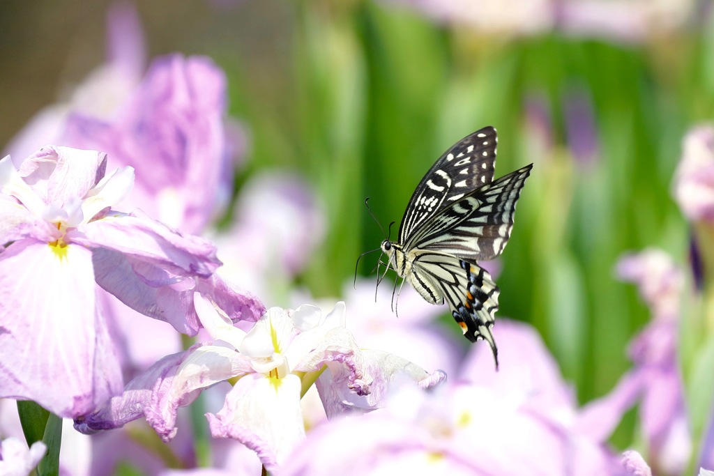 花菖蒲にフワリ　アゲハチョウさん