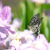 花菖蒲にフワリ　アゲハチョウさん